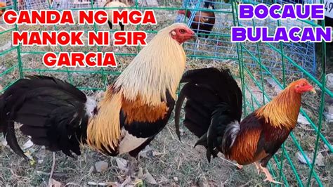 quality na manok panabong